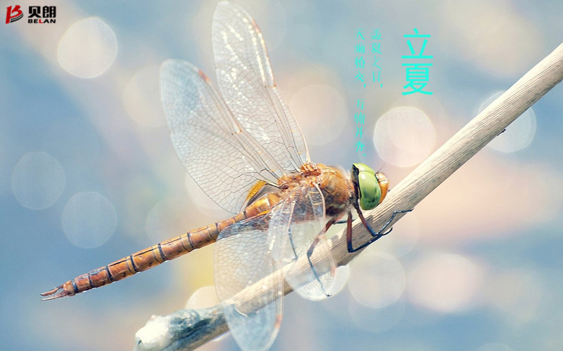 立夏啦！立夏啦！